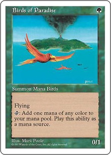 Birds of Paradise