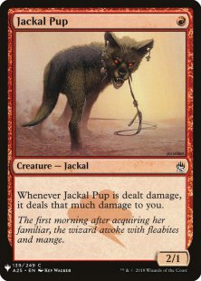 Jackal Pup